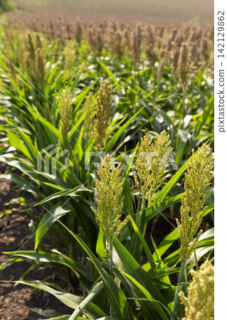 Green sorghum plants growing in row on farm field. Agricultural cultivation of grain crops on sunny day Green sorghum plants growing in row on farm field. Agricultural cultivation of grain crops on sunny day 142129862