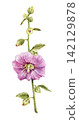 Pink mallow flower . Botanical illustration of a summer garden plant with blooming flowers and green leaves.  142129878