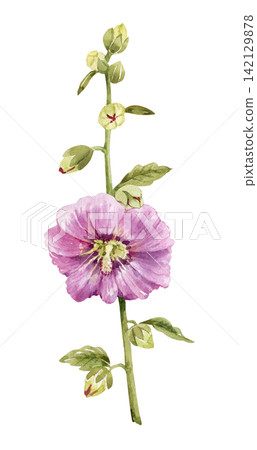 Pink mallow flower . Botanical illustration of a summer garden plant with blooming flowers and green leaves. Pink mallow flower . Botanical illustration of a summer garden plant with blooming flowers and green leaves. 142129878