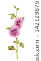 Pink mallow flower . Botanical illustration of a summer garden plant with blooming flowers and green leaves.  142129879