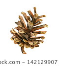 pine, pine cone, watercolor 142129907
