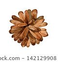 pine, pine cone, watercolor 142129908