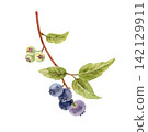 Blueberry branch with green leaves drawn in watercolor.  142129911