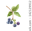 Blueberry branch with green leaves drawn in watercolor.  142129912