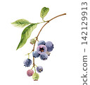 Blueberry branch with green leaves drawn in watercolor.  142129913