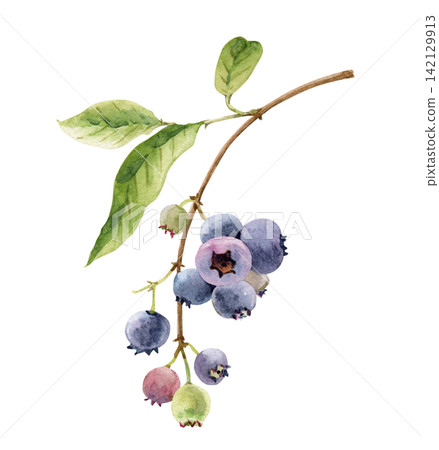 Blueberry branch with green leaves drawn in watercolor. Blueberry branch with green leaves drawn in watercolor. 142129913