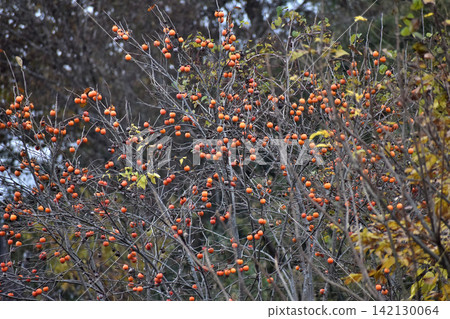 A landscape full of persimmons. A landscape full of persimmons. 142130064
