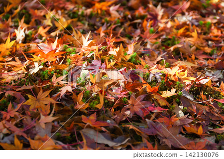 Kyoto, Tofuku-ji Temple: Beautiful autumn leaves scattered around (Higashiyama Ward, Kyoto City, Kyoto Prefecture) Kyoto, Tofuku-ji Temple: Beautiful autumn leaves scattered around (Higashiyama Ward, Kyoto City, Kyoto Prefecture) 142130076