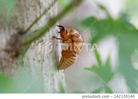 Cicada shell Cicada shell 142130140