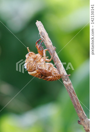 Cicada shell 142130141