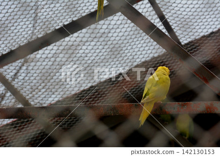 Bright yellow budgerigar parrot perched on metal bar inside wire cage aviary Bright yellow budgerigar parrot perched on metal bar inside wire cage aviary 142130153