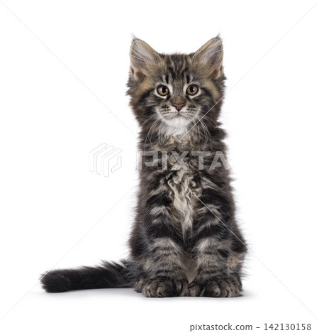 Polydactyl cat kitten on white background Polydactyl cat kitten on white background 142130158