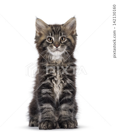 Polydactyl cat kitten on white background Polydactyl cat kitten on white background 142130160