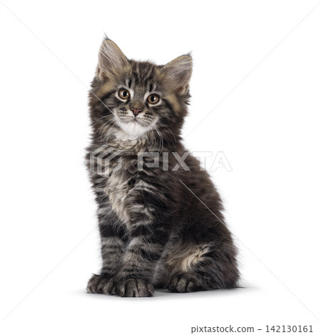 Polydactyl cat kitten on white background 142130161