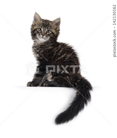 Polydactyl cat kitten on white background Polydactyl cat kitten on white background 142130162
