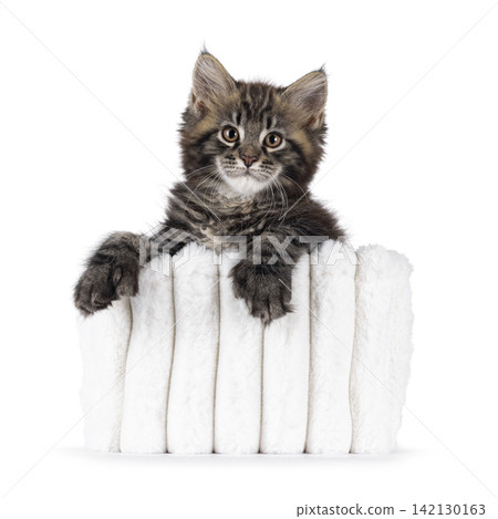 Polydactyl cat kitten on white background Polydactyl cat kitten on white background 142130163