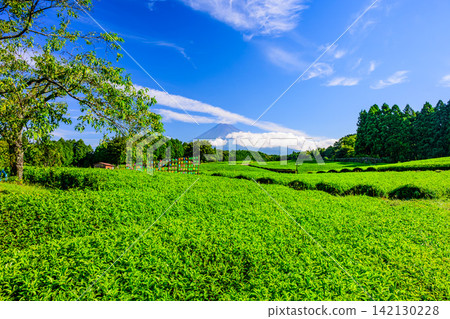 On a clear summer morning, the view of tea fields and Mount Fuji from Obuchi Sasaba, seen through colorful windmill sculptures. On a clear summer morning, the view of tea fields and Mount Fuji from Obuchi Sasaba, seen through colorful windmill sculptures. 142130228