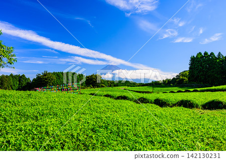 On a clear summer morning, the view of tea fields and Mount Fuji from Obuchi Sasaba, seen through colorful windmill sculptures. On a clear summer morning, the view of tea fields and Mount Fuji from Obuchi Sasaba, seen through colorful windmill sculptures. 142130231