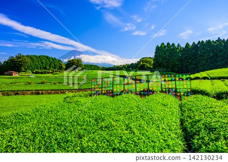 On a clear summer morning, the view of tea fields and Mount Fuji from Obuchi Sasaba, seen through colorful windmill sculptures. On a clear summer morning, the view of tea fields and Mount Fuji from Obuchi Sasaba, seen through colorful windmill sculptures. 142130234