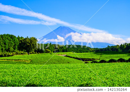 在一個晴朗的夏日清晨,富士山從雲層後探出頭來,越過小淵節場美麗的茶園。 在一個晴朗的夏日清晨,富士山從雲層後探出頭來,越過小淵節場美麗的茶園。 142130264