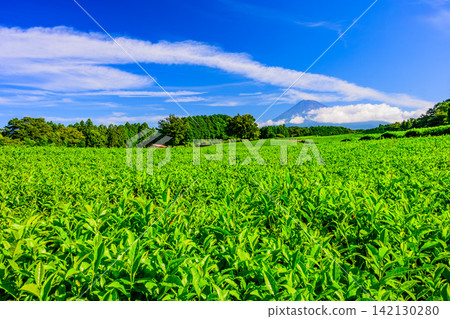 On a clear summer morning, Mount Fuji peeks out from behind the clouds beyond the beautiful tea fields of Obuchi Sasaba. On a clear summer morning, Mount Fuji peeks out from behind the clouds beyond the beautiful tea fields of Obuchi Sasaba. 142130280