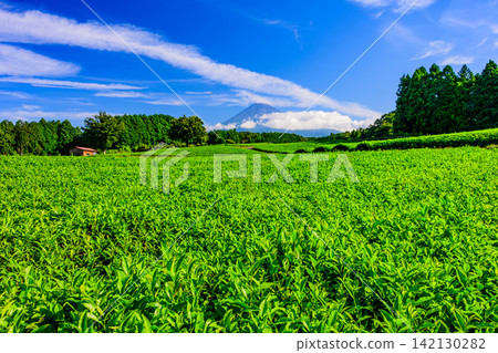 On a clear summer morning, Mount Fuji peeks out from behind the clouds beyond the beautiful tea fields of Obuchi Sasaba. On a clear summer morning, Mount Fuji peeks out from behind the clouds beyond the beautiful tea fields of Obuchi Sasaba. 142130282