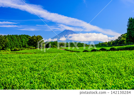在一個晴朗的夏日清晨,富士山從雲層後探出頭來,越過小淵節場美麗的茶園。 在一個晴朗的夏日清晨,富士山從雲層後探出頭來,越過小淵節場美麗的茶園。 142130284