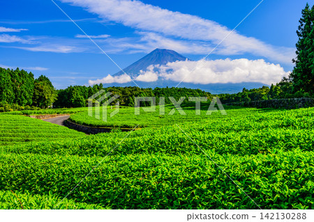 在一個晴朗的夏日清晨,富士山從雲層後探出頭來,越過小淵節場美麗的茶園。 在一個晴朗的夏日清晨,富士山從雲層後探出頭來,越過小淵節場美麗的茶園。 142130288