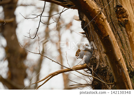 Grey Squirrel Resting On Tree Branch Grey Squirrel Resting On Tree Branch 142130348