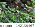 一隻琉球藍虎蝶在宮古島上吸食陸奧蕉花的花蜜。 142130467