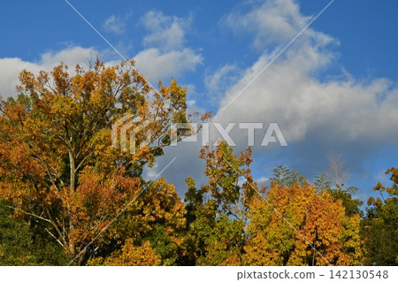 11月,川中長野市江伯石形公園的樹葉變紅,秋色正濃。 11月,川中長野市江伯石形公園的樹葉變紅,秋色正濃。 142130548