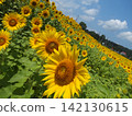 A field of sunflowers blooming under a blue sky 142130615