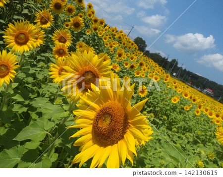 A field of sunflowers blooming under a blue sky A field of sunflowers blooming under a blue sky 142130615