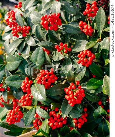 Vibrant red berries cluster on green shrub leaves in a sunlit garden setting. The image captures the lush greenery and striking contrast of the vivid berries, symbolizing natural beauty and growth Vibrant red berries cluster on green shrub leaves in a sunlit garden setting. The image captures the lush greenery and striking contrast of the vivid berries, symbolizing natural beauty and growth 142130674
