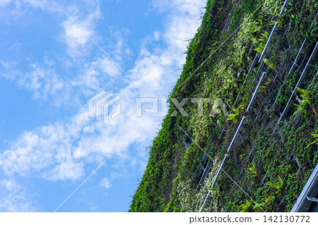 Low angle view of building facade covered in vertical garden with green wall and ferns in Fukuoka, Japan. ESG & sustainable concept Low angle view of building facade covered in vertical garden with green wall and ferns in Fukuoka, Japan. ESG & sustainable concept 142130772