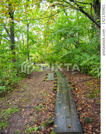 Wooden walkway leading into the forest Wooden walkway leading into the forest 142130901