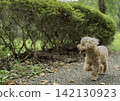 一隻玩具貴賓犬正在享受大自然的漫步。 142130923
