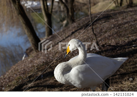 Whooper Swan Standing on Sunny Ground Near Lake Shore in Spring Wildlife Macro Whooper Swan Standing on Sunny Ground Near Lake Shore in Spring Wildlife Macro 142131024