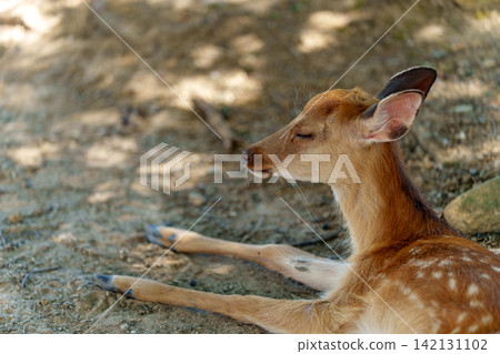 A fawn dozes off in the shade of a tree, its eyes narrowed as if it were comfortable. A fawn dozes off in the shade of a tree, its eyes narrowed as if it were comfortable. 142131102