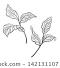 Three outline leaves on thin branch 142131107