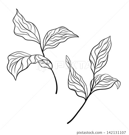 Three outline leaves on thin branch Three outline leaves on thin branch 142131107