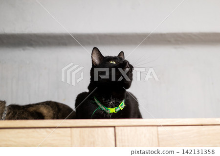Alert feline observation. Greencollared feline attentively observes from elevated position indoors Alert feline observation. Greencollared feline attentively observes from elevated position indoors 142131358