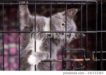 curious cat looking through cage bars in indoor setting, possibly a shelter or home curious cat looking through cage bars in indoor setting, possibly a shelter or home 142131367