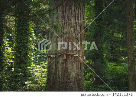 Haguro Shrine, Yamagata Prefecture: Old Man Cedar Haguro Shrine, Yamagata Prefecture: Old Man Cedar 142131371