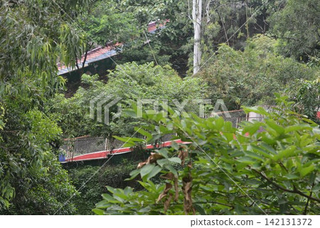 Dense green rainforest foliage and tropical canopy view with rainforest Dense green rainforest foliage and tropical canopy view with rainforest 142131372
