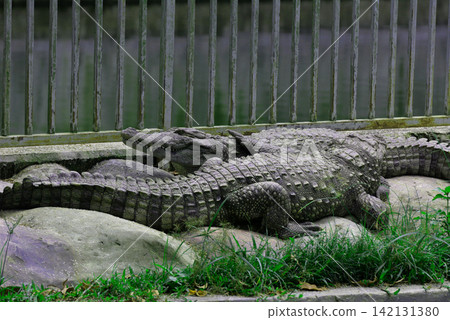 Large crocodiles resting on rocks inside an enclosure at a park with crocodile Large crocodiles resting on rocks inside an enclosure at a park with crocodile 142131380