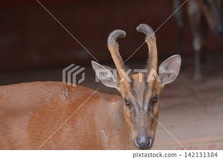 Close up portrait of a barking deer head showing distinctive curved antlers Close up portrait of a barking deer head showing distinctive curved antlers 142131384