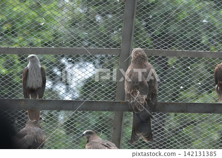 Several predatory birds perched behind a wire mesh enclosure outdoors Several predatory birds perched behind a wire mesh enclosure outdoors 142131385