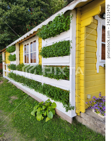 Green herbs growing in long wall planters on yellow wooden house facade, practical vertical gardening with efficient use of exterior space Green herbs growing in long wall planters on yellow wooden house facade, practical vertical gardening with efficient use of exterior space 142131479