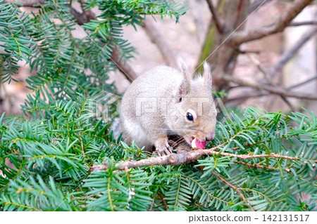 A close-up of a squirrel eating among the green branches and leaves of an evergreen tree. A close-up of a squirrel eating among the green branches and leaves of an evergreen tree. 142131517